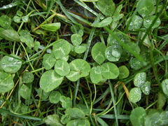 Trifolium repens