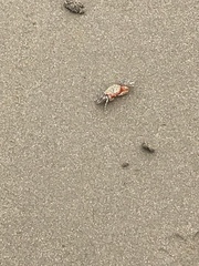 Ocypode gaudichaudii