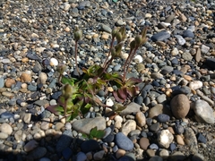 Calceolaria uniflora