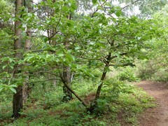 Vangueria