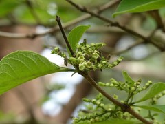 Vangueria