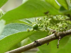 Vangueria