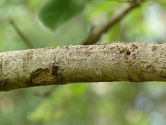 Vangueria