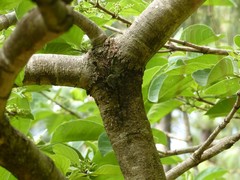 Vangueria