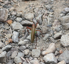 Ischnomela pulchripennis