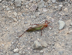 Ischnomela pulchripennis