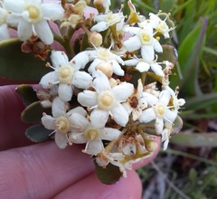 Gymnosporia elliptica