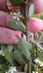 Gymnosporia elliptica