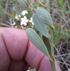 Gymnosporia elliptica