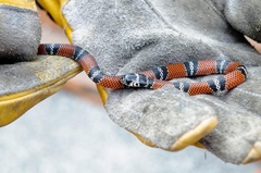 Erythrolamprus bizona