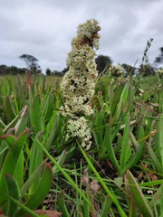 Gymnosporia elliptica