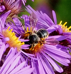 Megachile