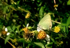 Cyanophrys miserabilis