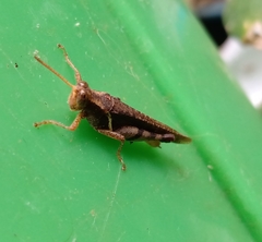 Omalotettix obliquus