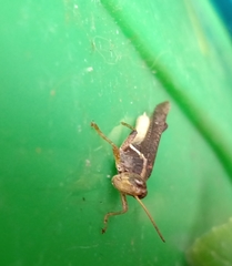 Omalotettix obliquus