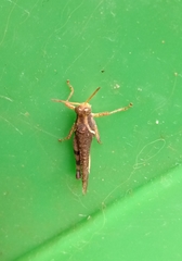 Omalotettix obliquus