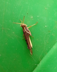 Omalotettix obliquus