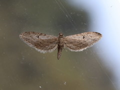 Eupithecia unedonata