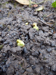 Eranthis hyemalis