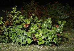 Asplenium ruta-muraria
