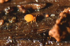 Sminthurinus aureus