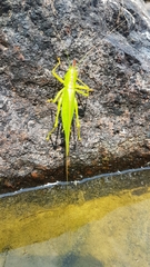 Copiphora longicauda