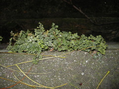 Asplenium ruta-muraria