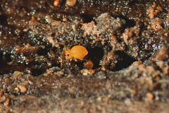 Sminthurinus aureus