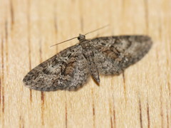 Eupithecia cocciferata