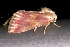 Schinia sanguinea