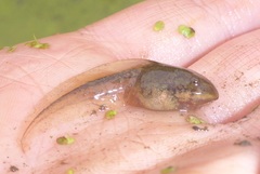 Lithobates palustris