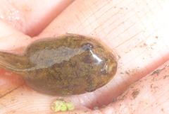 Lithobates palustris