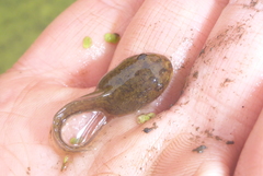 Lithobates palustris