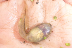 Lithobates palustris