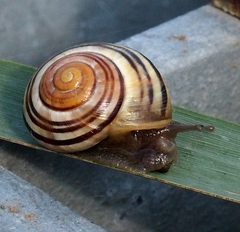 Cepaea nemoralis