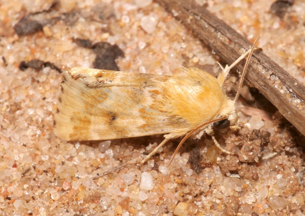 Schinia bicuspida