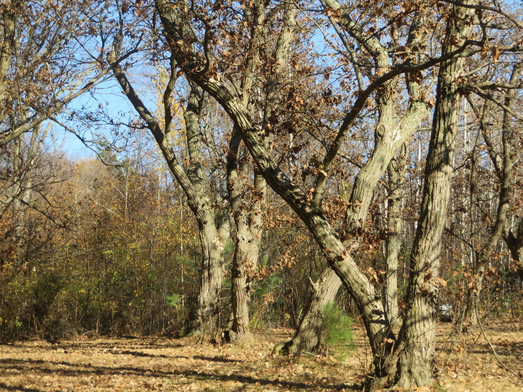 Chinese chestnut from 4105 Asbury Rd, Erie, PA 16506, USA on November 9