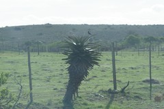 Aloe ferox