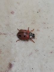 Mulsantina mexicana
