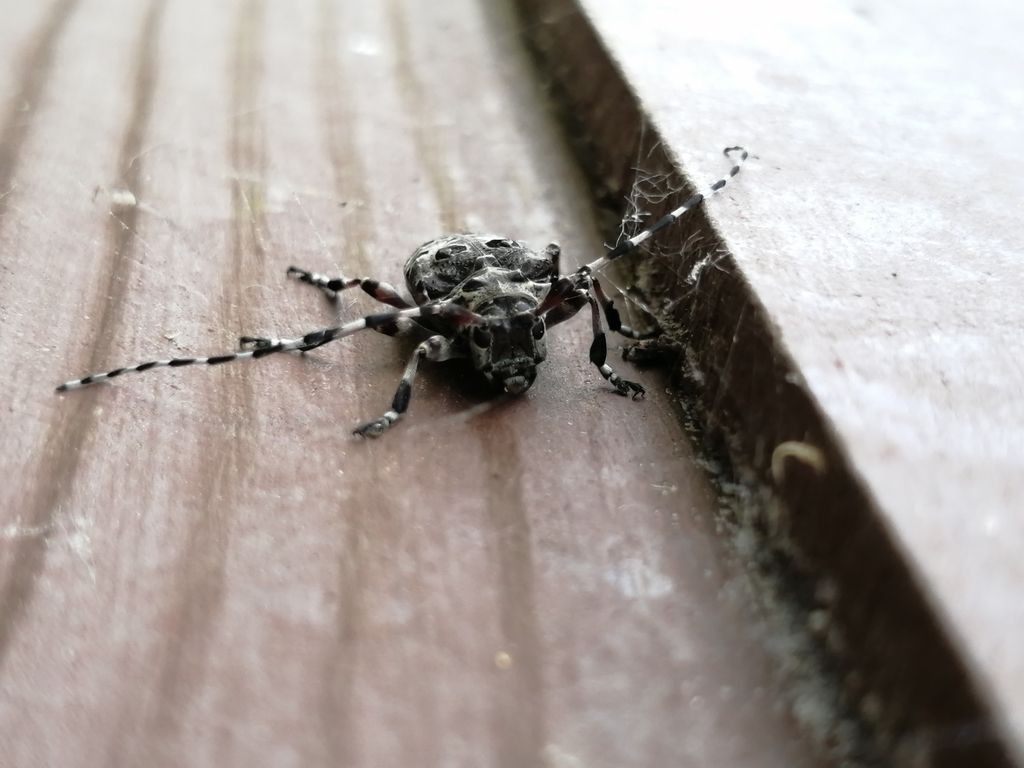 Azygocera picturata