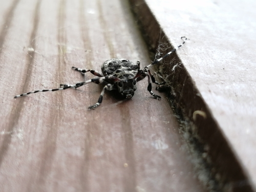 Azygocera picturata (Azygocera picturata)