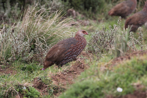Jackson's Spurfowl (Pternistis jacksoni), photo 9