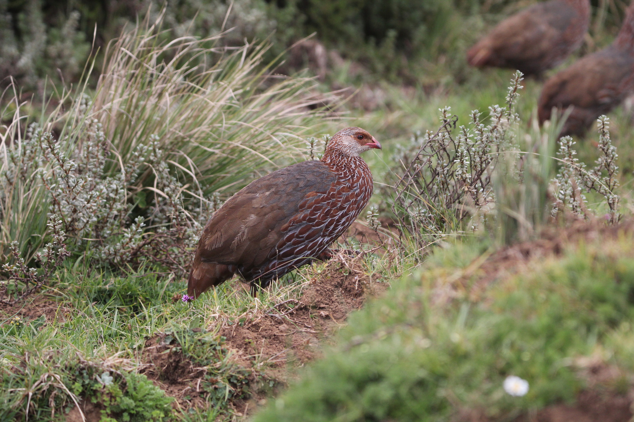 Jackson's Spurfowl (Pternistis jacksoni), photo 7
