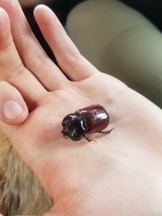 Heterogomphus bourcieri