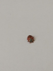 Mulsantina mexicana