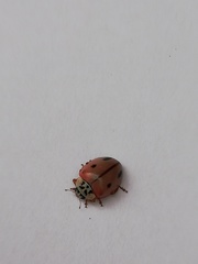 Mulsantina mexicana