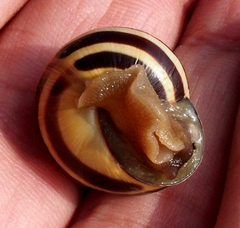 Cepaea nemoralis