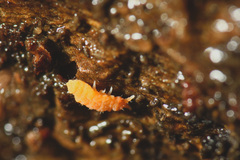 Bilobella aurantiaca