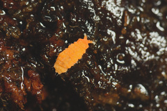 Bilobella aurantiaca