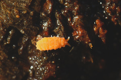 Bilobella aurantiaca